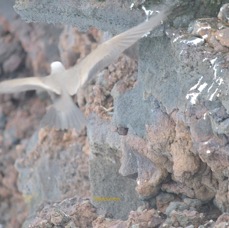 Anous stolidus pileatus Noddi brun Sternidae INDIGENE ? 5218.jpeg