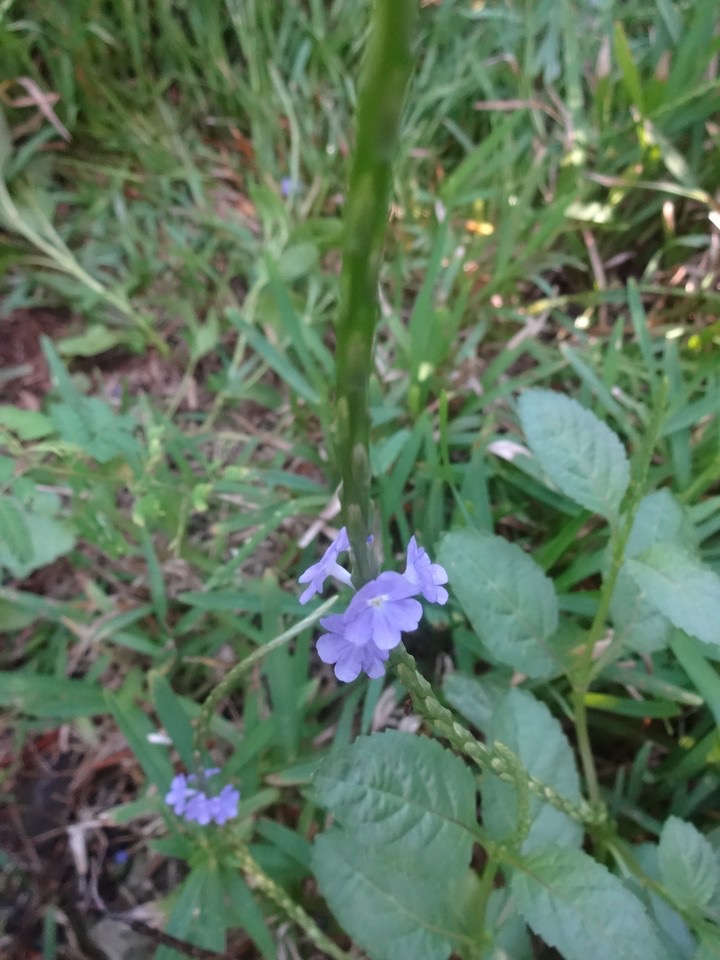 10 DSC08056 Stachitampheta jamacain  zepi bleu