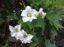 12 DSC08060 Monordica Margose sauvage Cucurbitacee Feurs