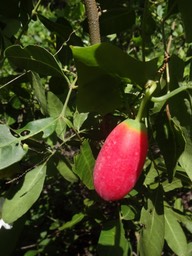 13 DSC08109 Margose Fruits