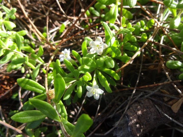 2 Souveraine en Fleurs