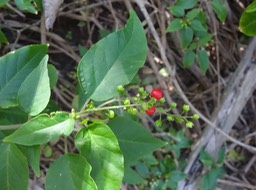 25 DSC08100 Phytolacca Groseille
