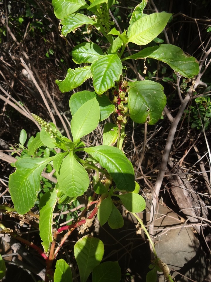 26 DSC08102 Phytolacca Faux vin
