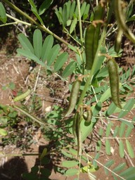 27 Lentille sauvage DSC08120