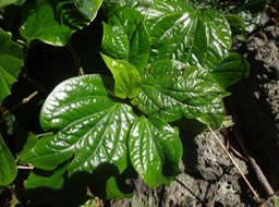 29 Piperacee DSC08126
