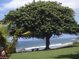 31 Badamier DSC08128