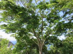IMG_1149