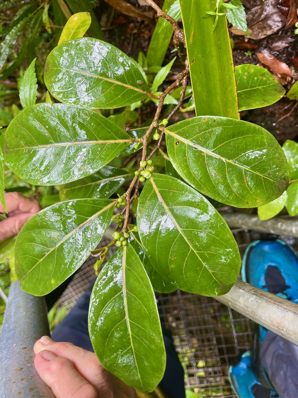 11. Casearia coriaceae Bois de cabri rouge Salicaceae ENDEMIQUE LA REUNION