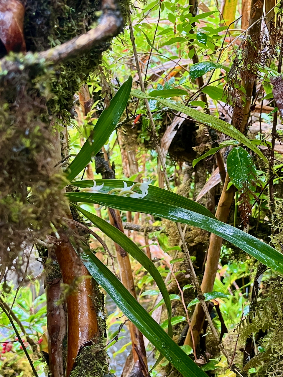 12. Angraecum striatum Orchidaceae ENDEMIQUE LA REUNION.