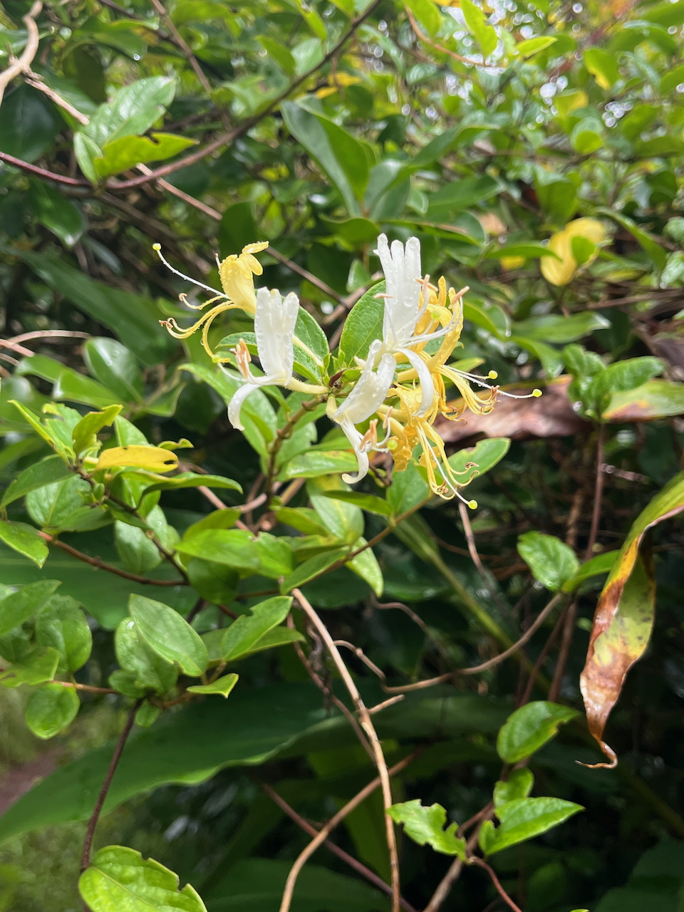3. Lonicera japonica CHEVREFEUILLE  Caprifoliaceae