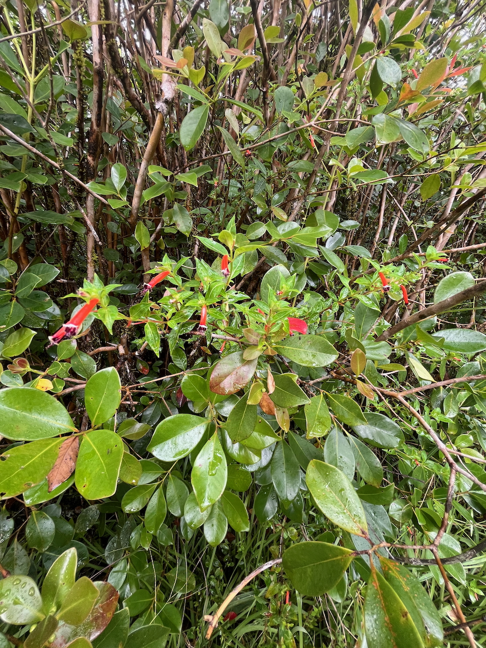 4. Cuphea ignea -&nbsp;&nbsp;Herbe cigarette - &nbsp;Lythraceae