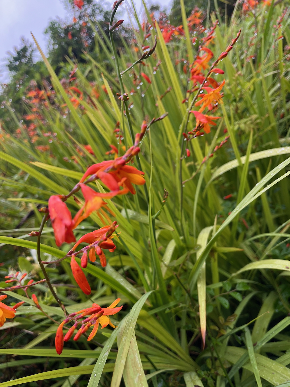 5. Crocosmia x crocosmiiflora Montbretia Iridaceae