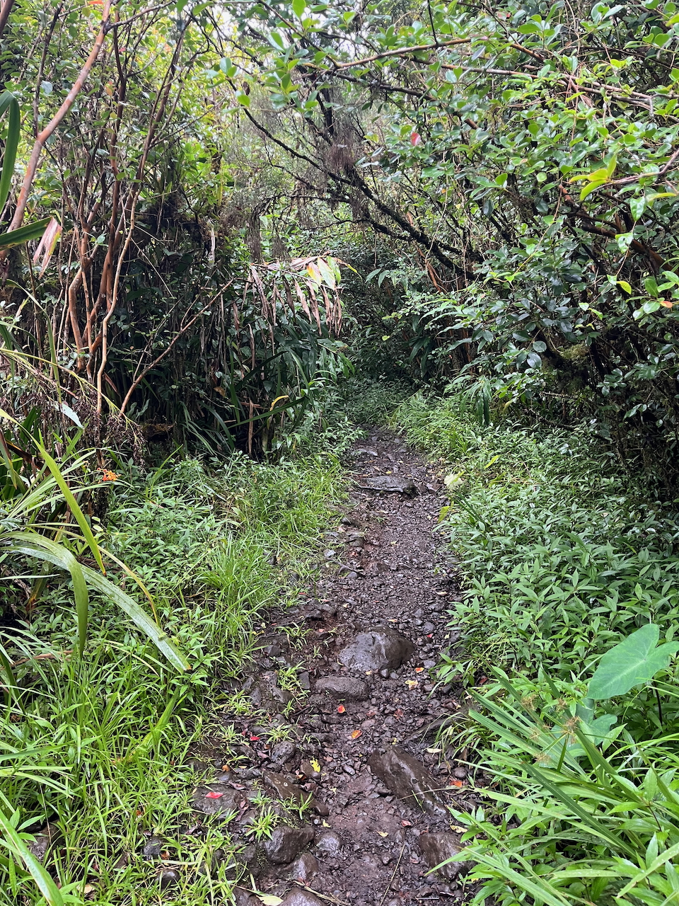 6. Portion assez typique du sentier