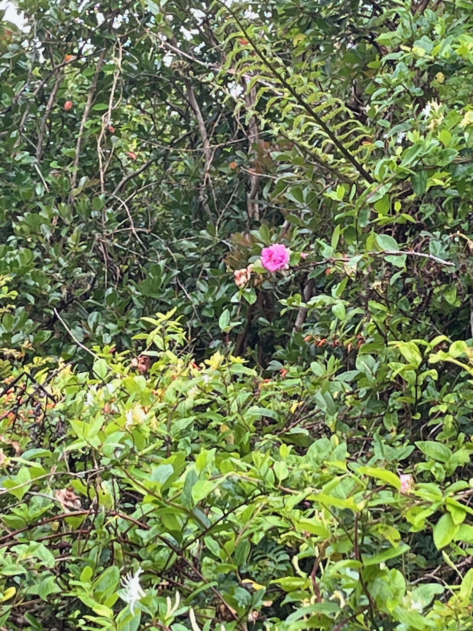 7. Rosa roxburghii Rose châtaigne Rosaceae