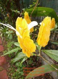 P1010249