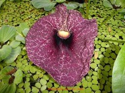 P1010250