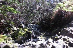1- Ravine dans la descente vers Savane Cimetière vers Cassé de la Rivière de l'Est