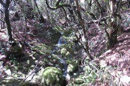 10- Ravine dans la descente vers Savane Cimetière vers Cassé de la Rivière de l'Est