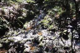 5- Ravine dans la descente vers Savane Cimetière vers Cassé de la Rivière de l'Est