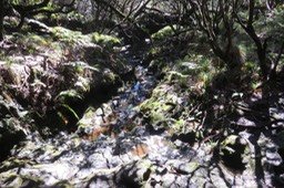 6- Ravine dans la descente vers Savane Cimetière vers Cassé de la Rivière de l'Est