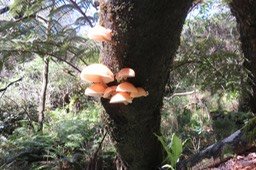 9-??? - Champignons sp.