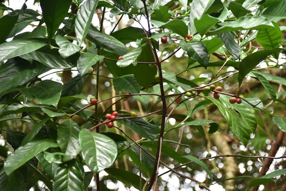 Coffea liberica - Café Libéria - RUBIACEAE - Afrique - MAB_7819