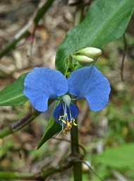 Commelina benghalensis.herbe de l'eau. commelinaceae.P1800238