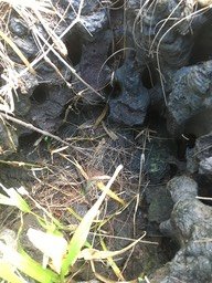 IMG_1716