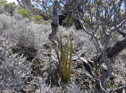 9 - Huperzia saururus