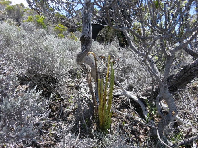 9 - Huperzia saururus