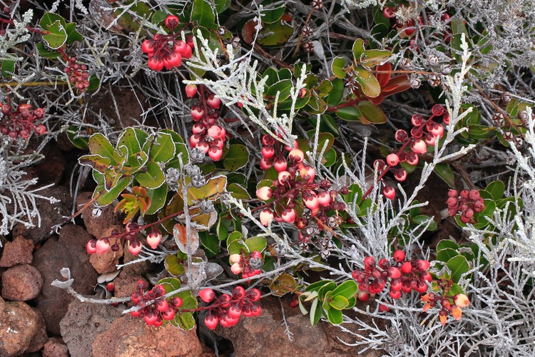 Agarista buxifolia (Petit Bois de rempart)_2