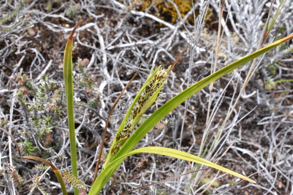 Costularia melicoides - CYPERACEAE - Endémique Réunion