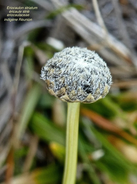 Eriocaulon striatum. éricaule strié.eriocaulaceae .indigène Réunion P1670824