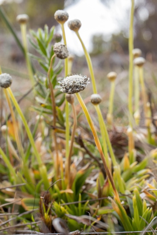 Eriocaulon striatum