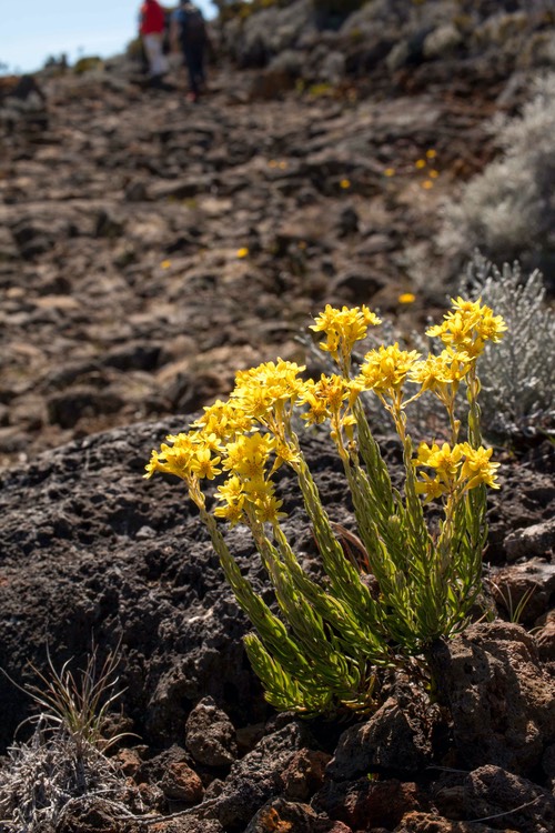 Hubertia tomentosa var conyzoides (Petite Ambaville Blanche)