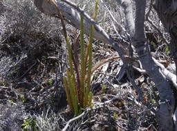 Huperzia saururus -  LYCOPODIACEAE - Indigène Réunion