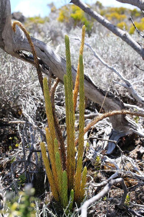 Huperzia saururus