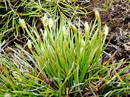 Isolepis fluitans (2)
