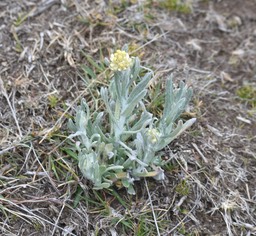 Laphangium luteoalbum - Immortelle des marais - ASTERACEAE - EE