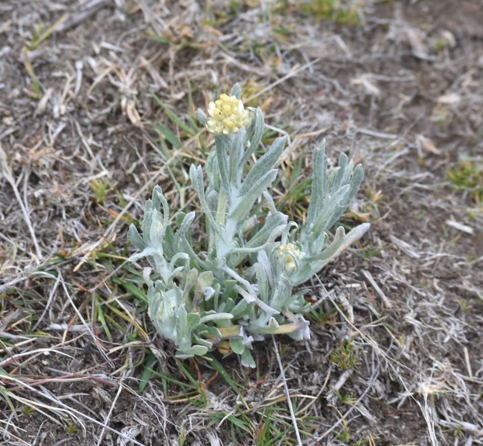 Laphangium luteoalbum - Immortelle des marais - ASTERACEAE - EE