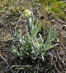 Laphangium luteoalbum . gnaphale blanc jaunâtre. asteraceae P1670890