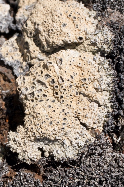 lichen sp
