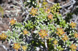 Phylica nitida - Ambaville batard - RHAMNACEAE - Endémique Réunion, Maurice