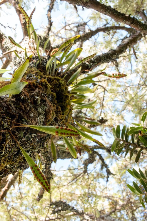 Pleopeltis macrocarpa (fougère Gros Lentilles)