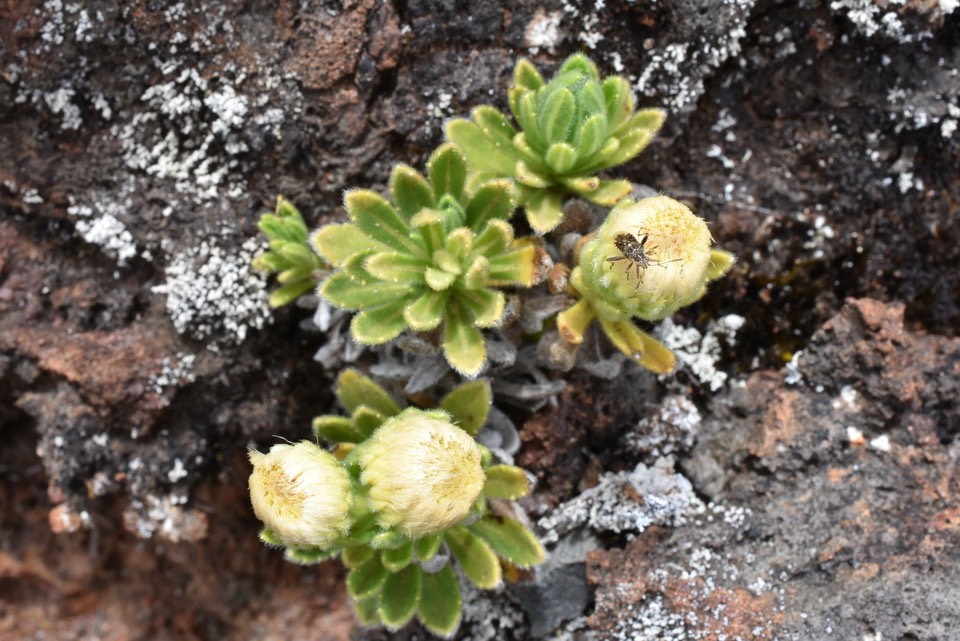 Psiadia calocephalla - ASTERACEAE - Endémique Réunion 