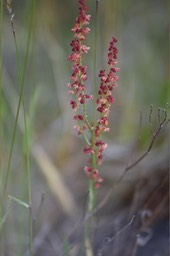 Rumex acetosella - oseille sauvage - POLYGONACEAE - EE