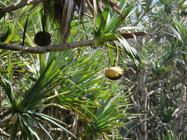 14 - Fruits du Pandanus en partie tombés