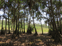 17 - Forêt de Pandanus utilis