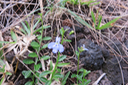 22 - Lobelia serpens - Lobélie - CAMPANULAC. - Réunion, Maurice