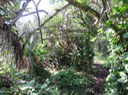 4 - Le sentier entre Cayenne et Piton Sainte-rose